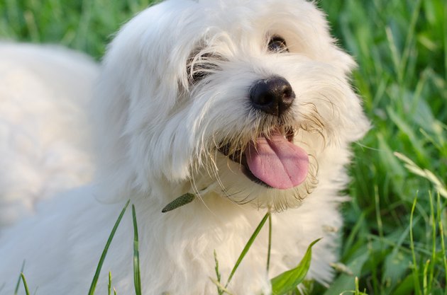 Dog in nature