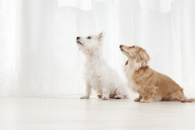 Two dogs