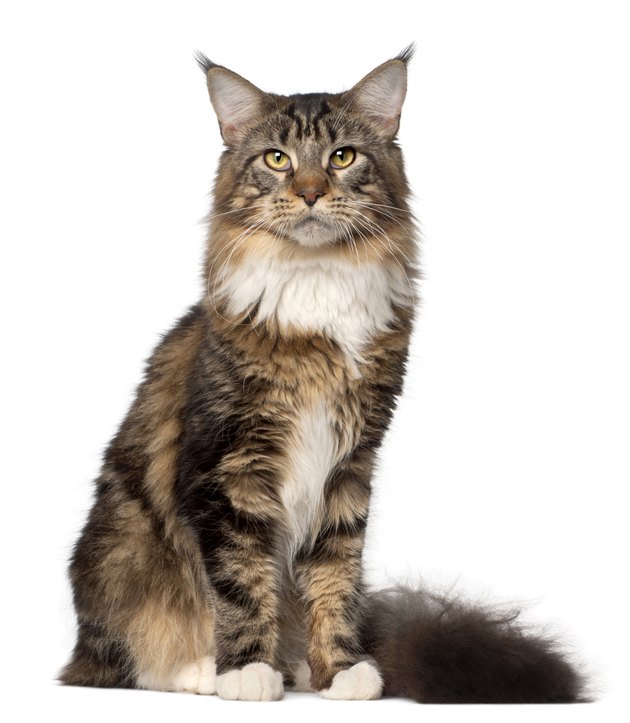 types-of-cats-with-long-ear-fur-cuteness