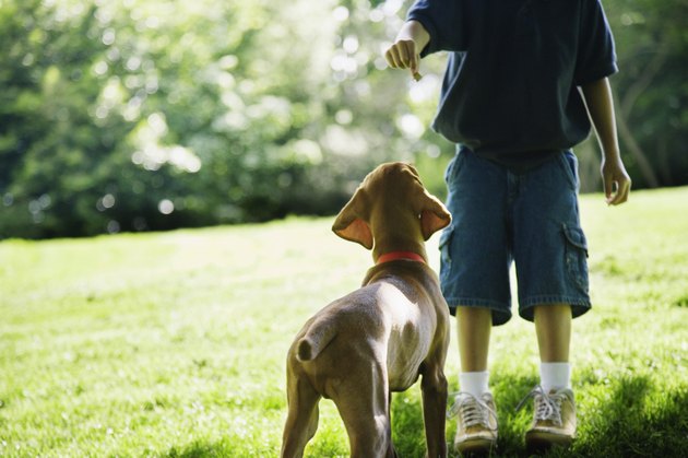 Boy holding treat for waiting dog