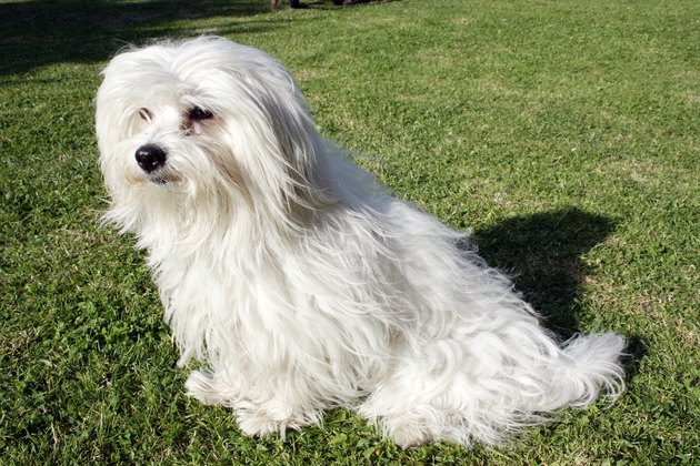 Cotton de Tulear 1