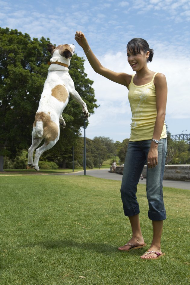 Young woman playing with jack russell terrier in park