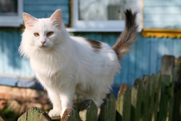 Portrait of cat on fence