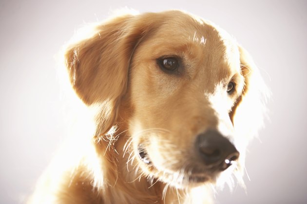 Dog looking away, close-up