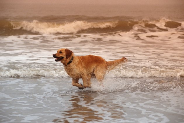 Dog running on surf at beach