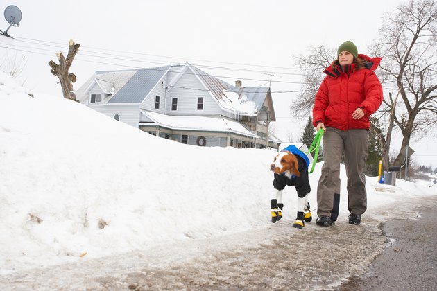 Woman walking dog in booties in winter