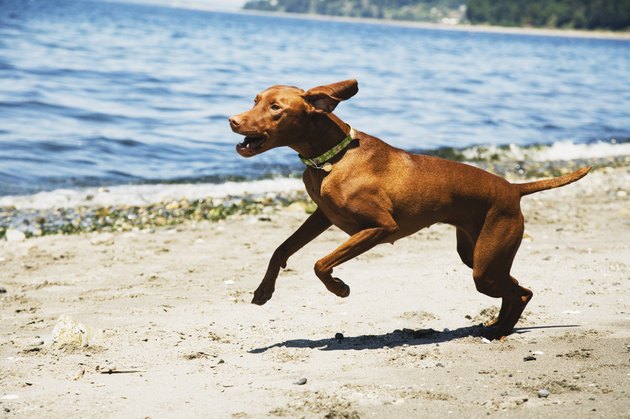 Dog running along shore