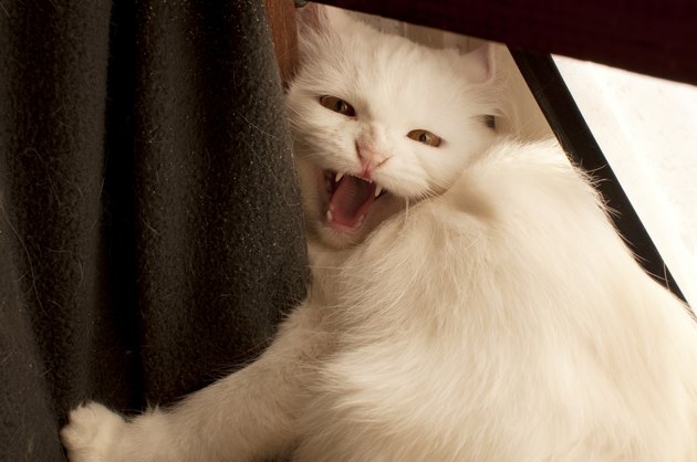 Cat hissing