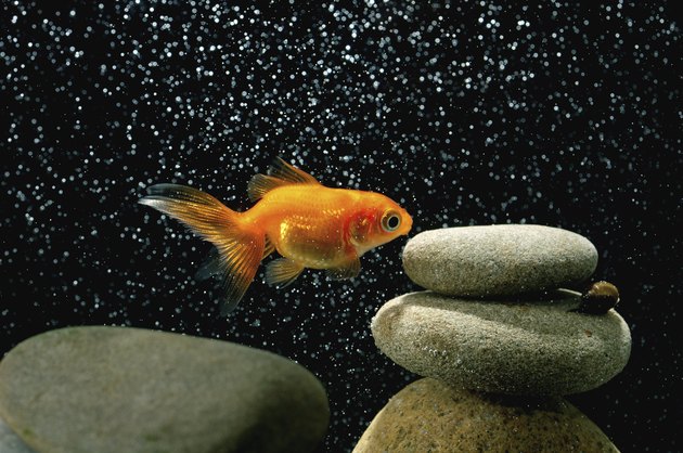 goldfish in aquarium