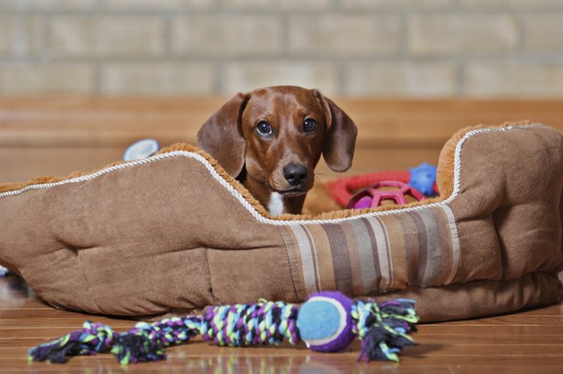Dachshund puppy lounging around