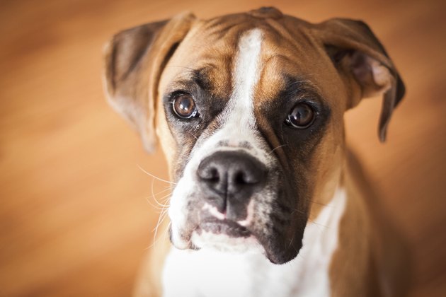 Boxer Puppy Closeup