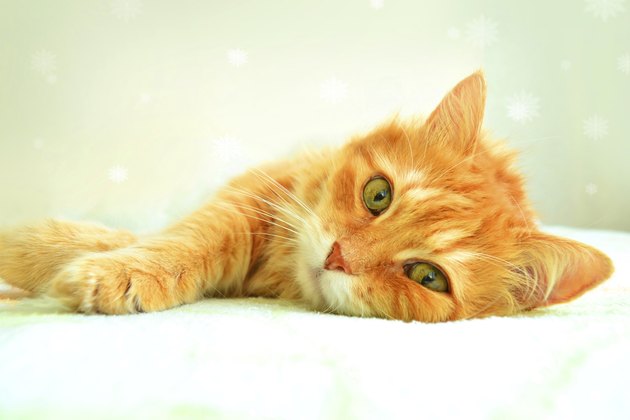 The portrait of red cat