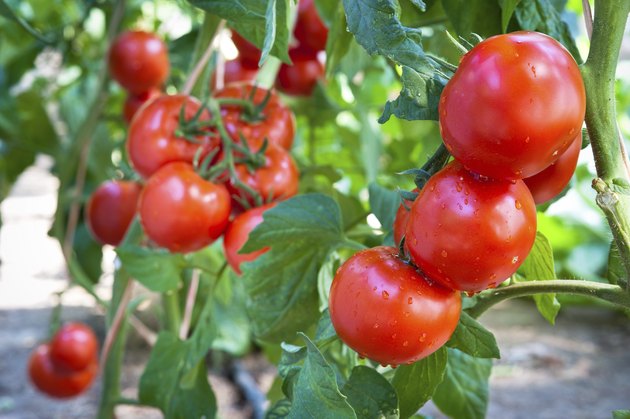 Growing tomatoes