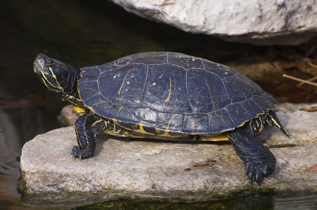 How to Tell a Boy Turtle Apart From a Girl Turtle | Cuteness