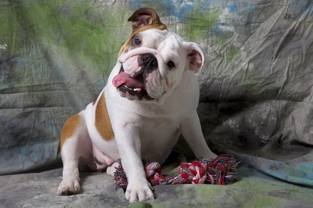 English Bulldog Puppy