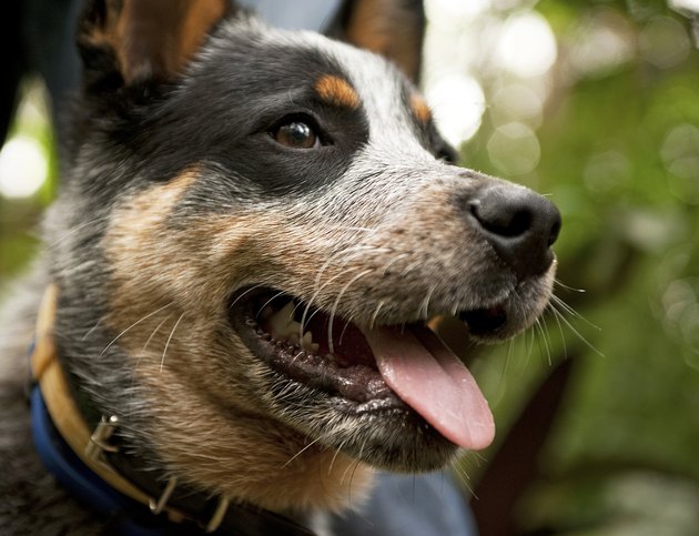 Blue heeler panting