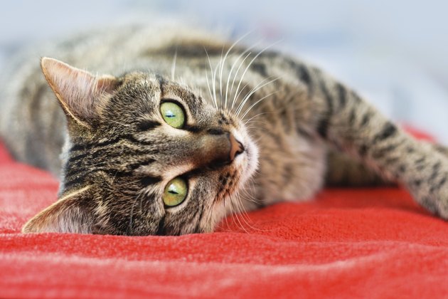 cat relax