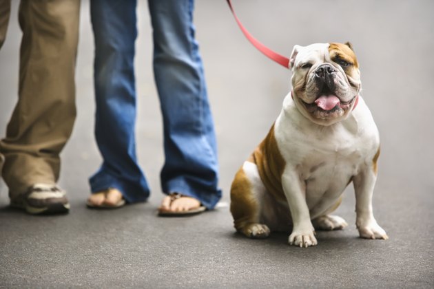 Legs of Caucasian couple with English Bulldog on leash.