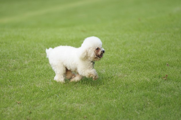 White poodle dog running