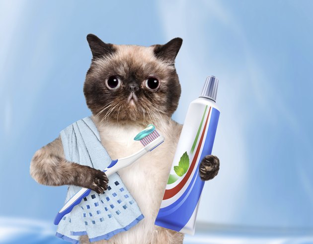 Brushing teeth cat.