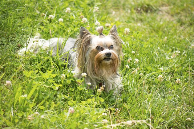 Female biewer yorkshire terrier lying in the grass