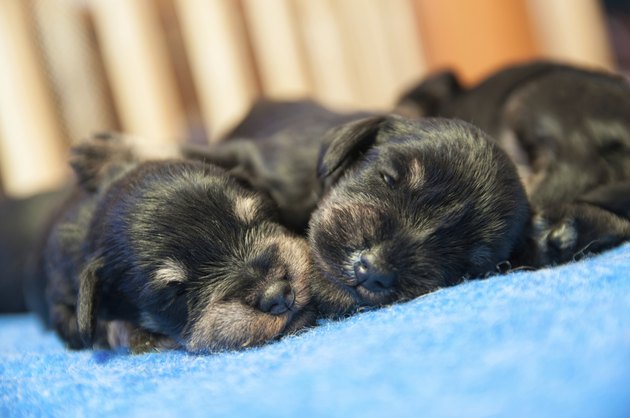 puppies