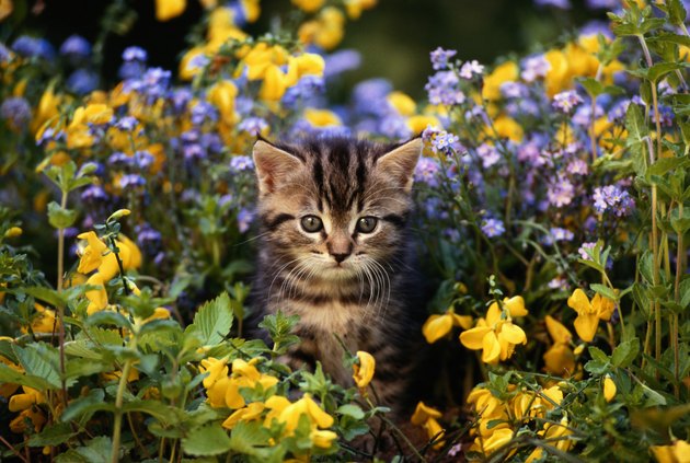 Cat sitting in flower garden, close-up