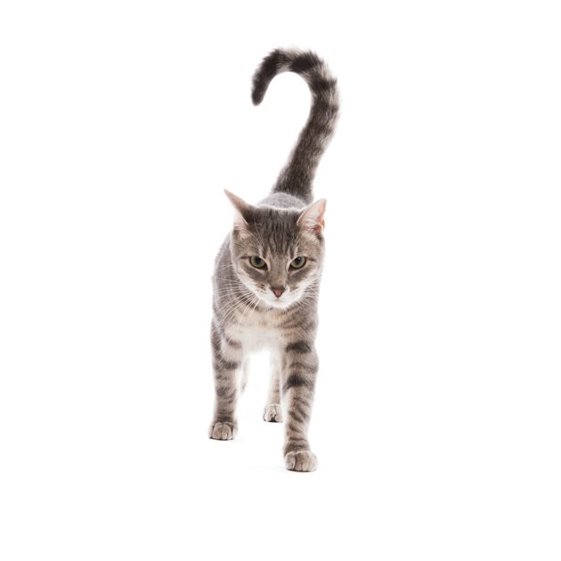Tabby Cat Walking