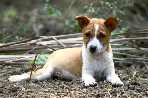 Close-up of a pup