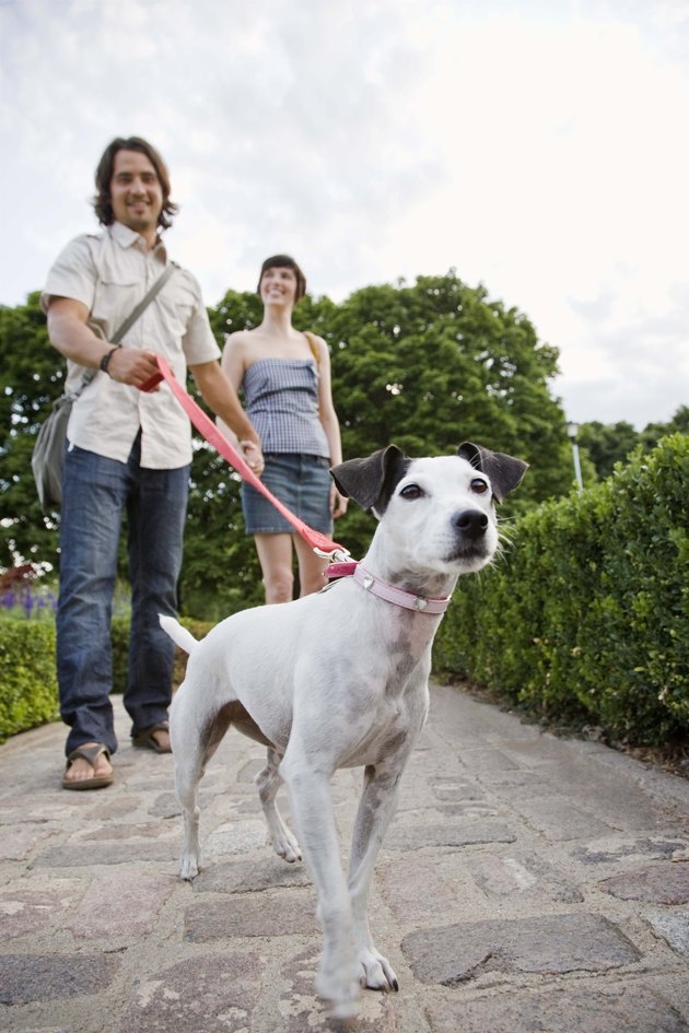 Couple walking dog