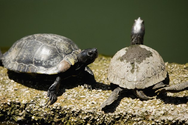 High angle view of turtles on a ledge, San Francisco, California, USA
