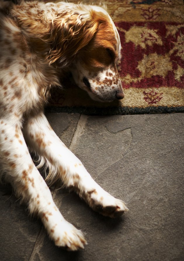 Sleeping Llewelyn setter