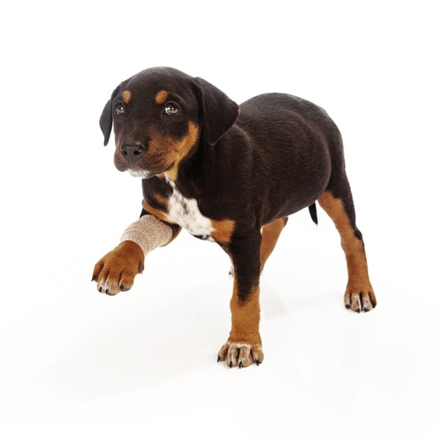 Rottweiler Puppy Injured Paw