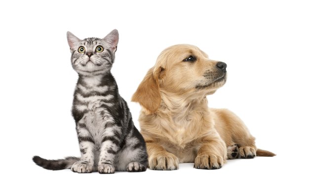 Golden retriever puppy lying next to British Shorthair kitten sitting