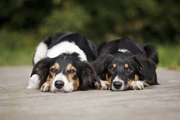 Two dog border collie portrait