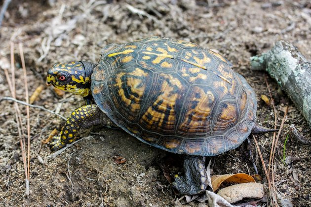 Box Turtle Full body