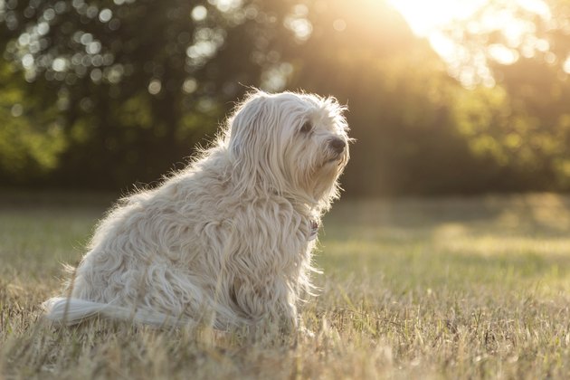 Sunshine