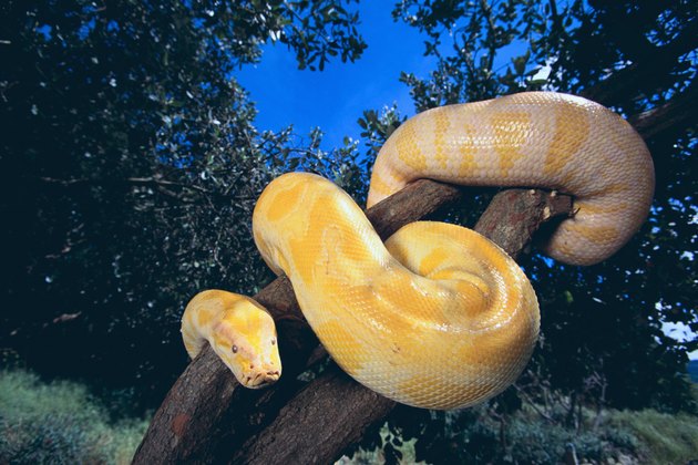 Burmese Python