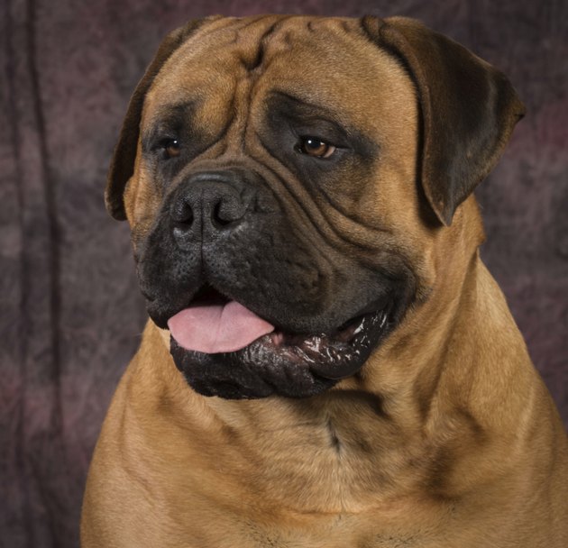 bullmastiff portrait