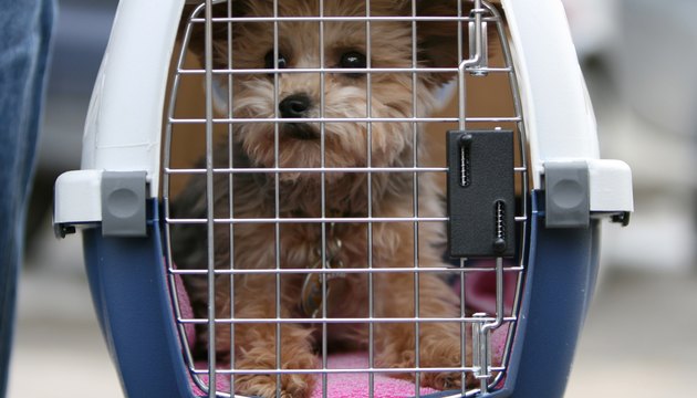 Bella Caged