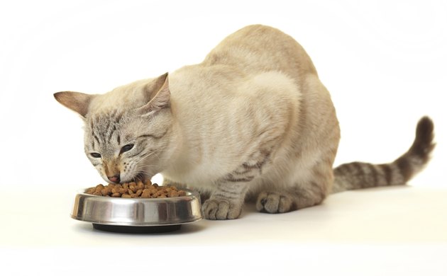 Cat eat dry food.