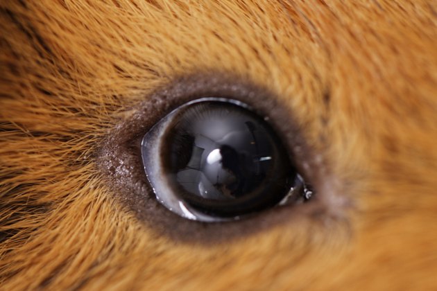 guinea pig eye close-up (macro)
