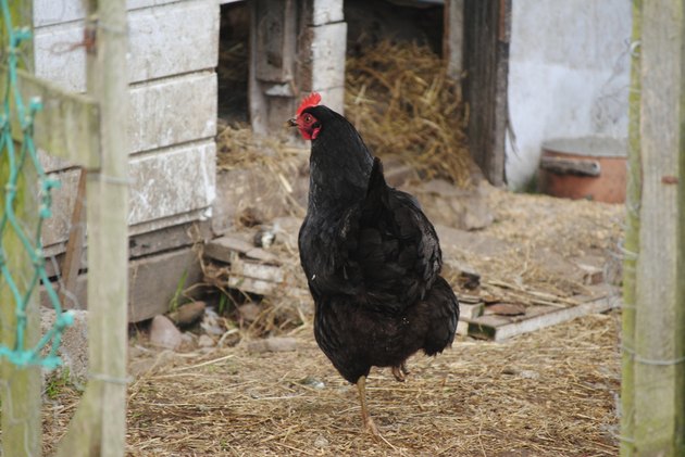 rooster