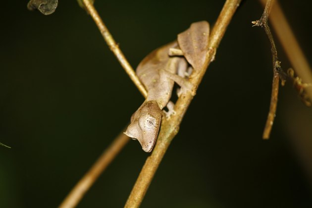 Satanic Leaf-tailed Gecko (Uroplatus phantasticus) in Ranomafana