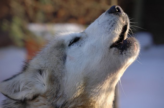 Husky Howling