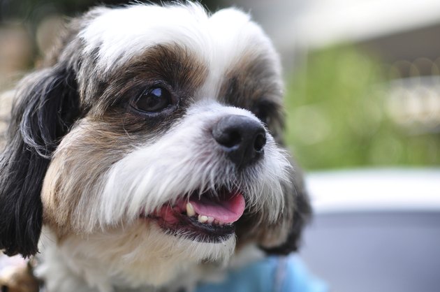 shih tzu