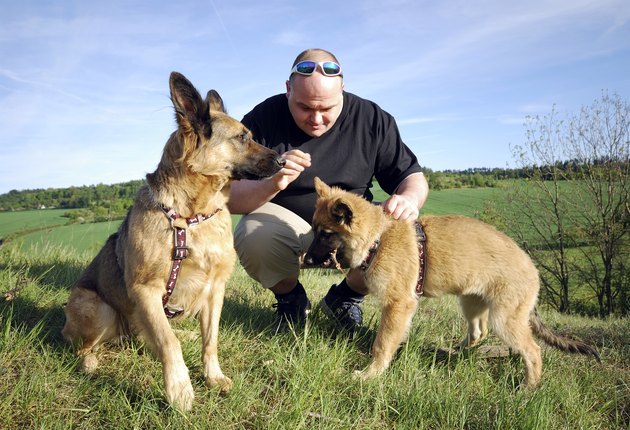 man playing with his dogs
