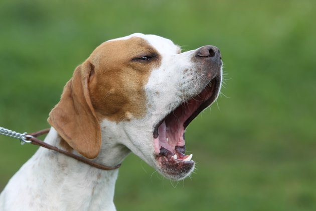 barking english pointer