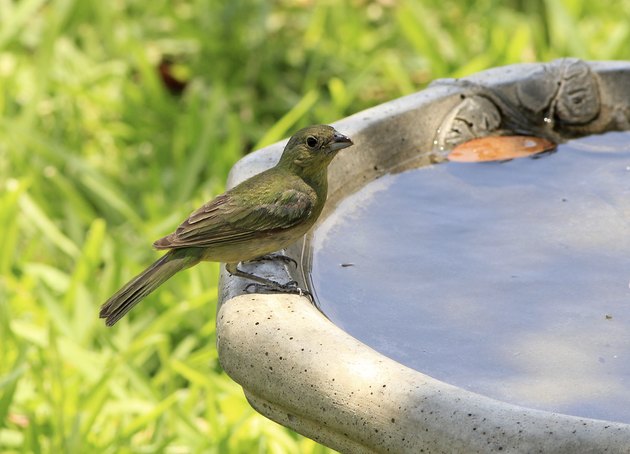 Painted Bunting Female