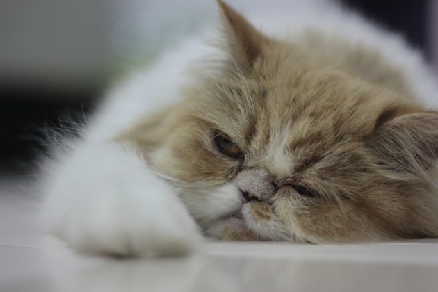 Cat's sad
